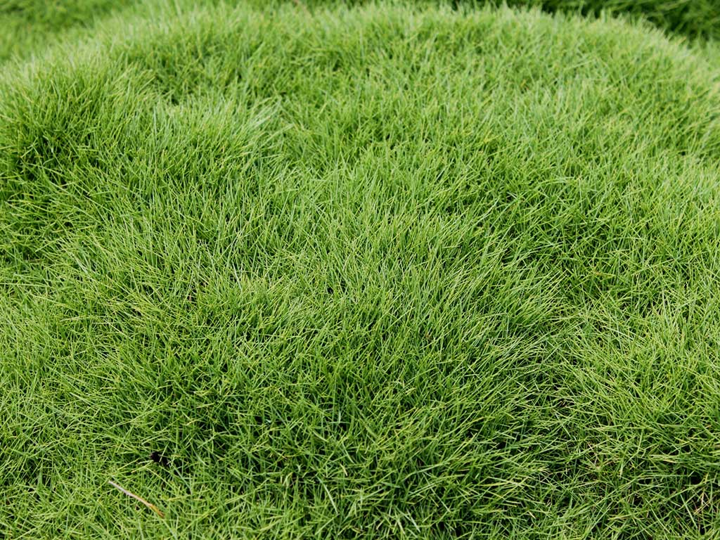 Minmow